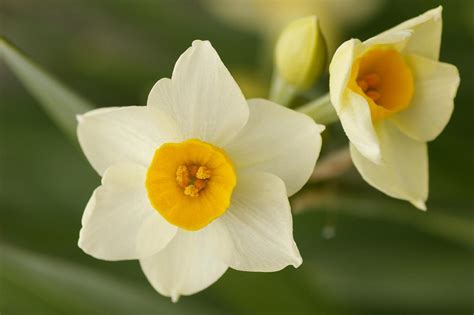 水仙 花|水仙（スイセン）とは？花言葉や育て方、季節、種類。